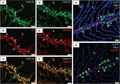 Hypothermal Effects on Energy Supply for Ionocytes in Gills of Freshwater- and Seawater-Acclimated Milkfish, Chanos chanos